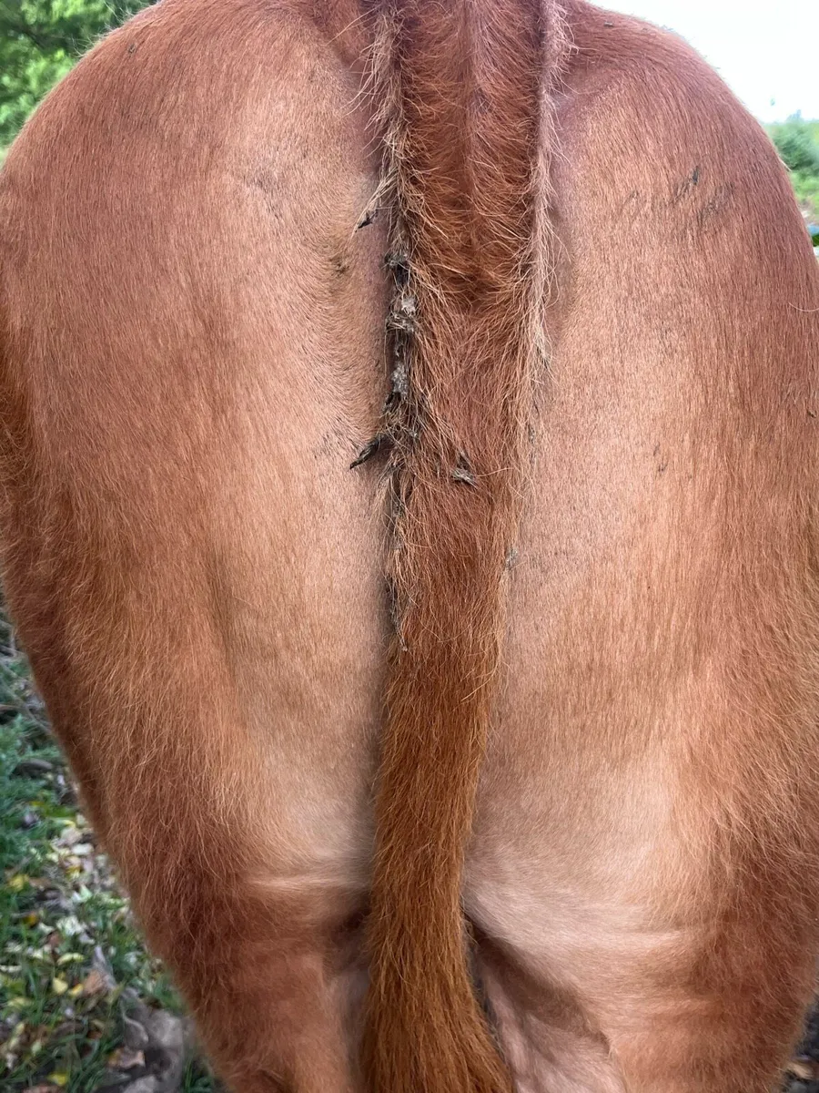 Weanling heifer - Image 4