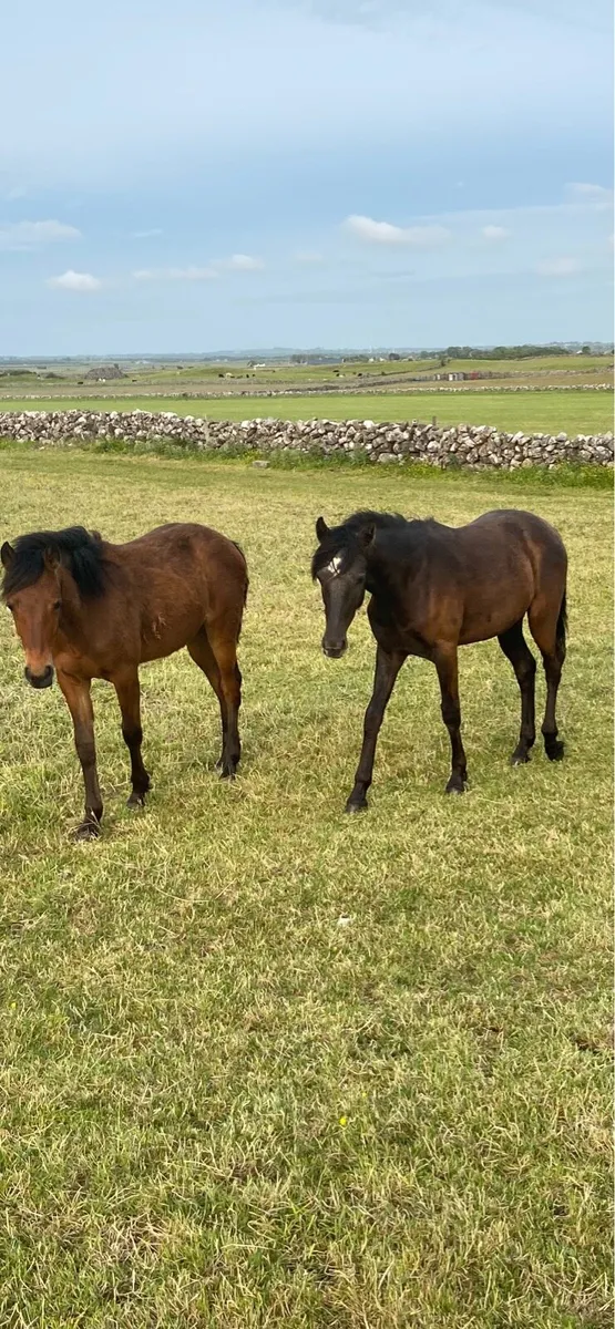 Connemara yearling fillies - Image 1