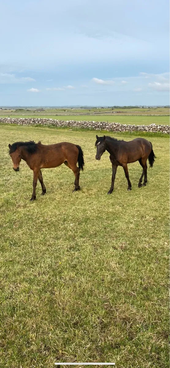 Connemara yearling fillies - Image 2