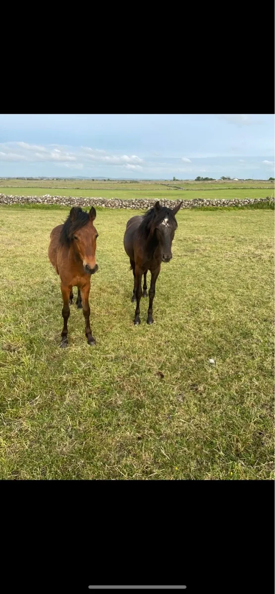 Connemara yearling fillies - Image 3