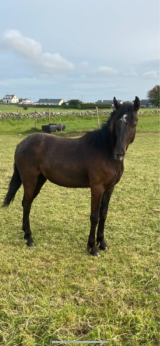 Connemara yearling fillies - Image 4