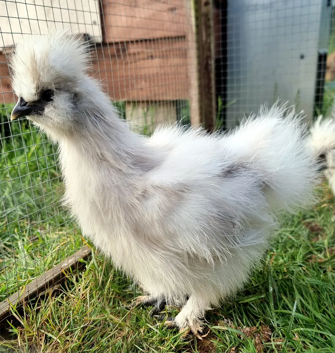 USA silkies - Image 1
