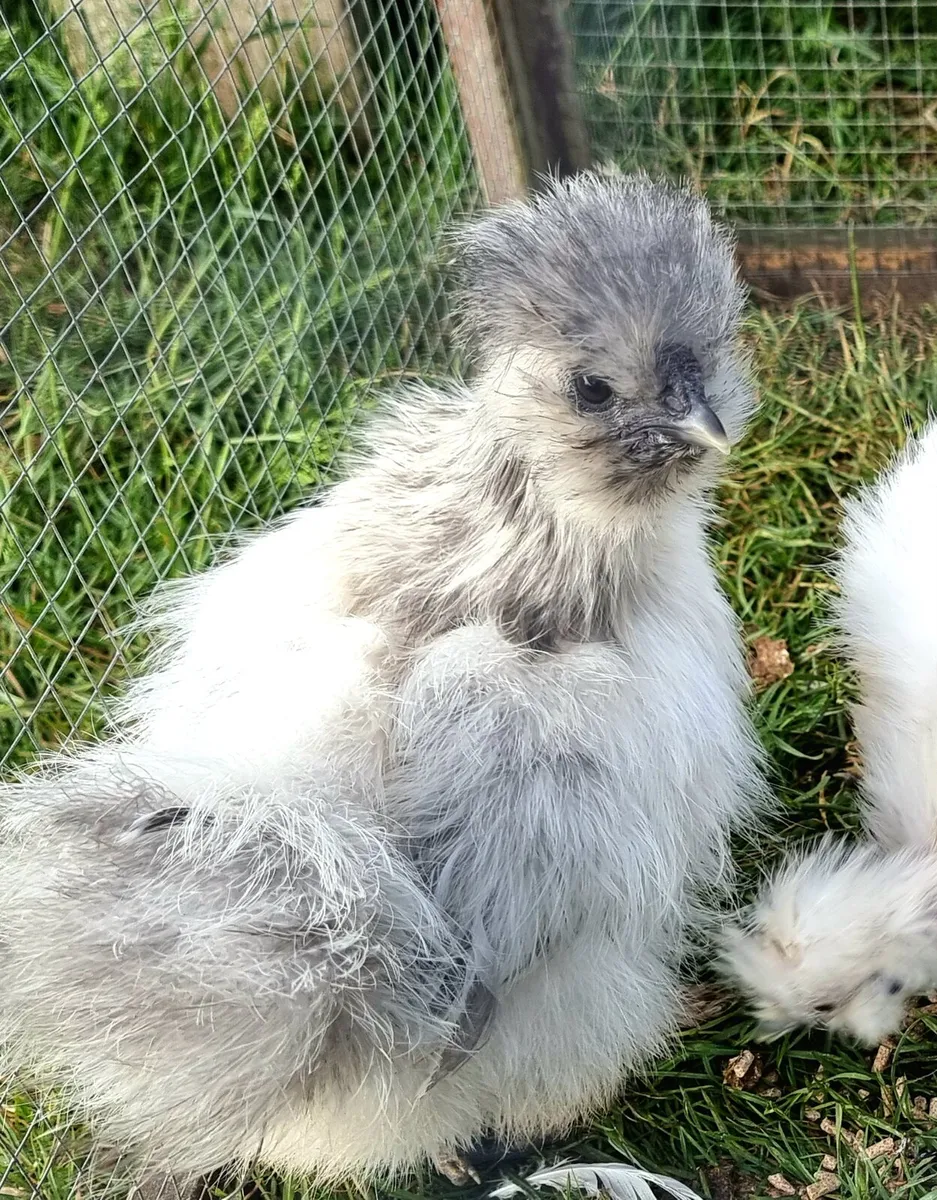 USA silkies - Image 2