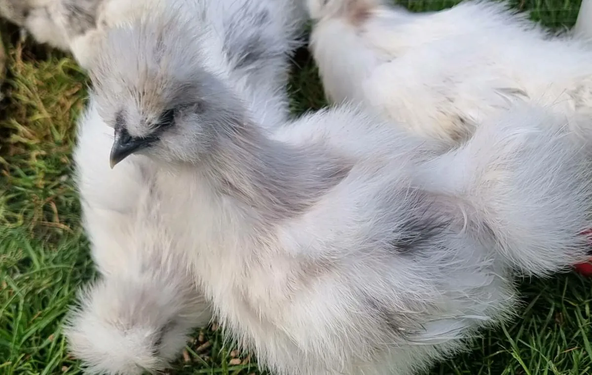 USA silkies - Image 3