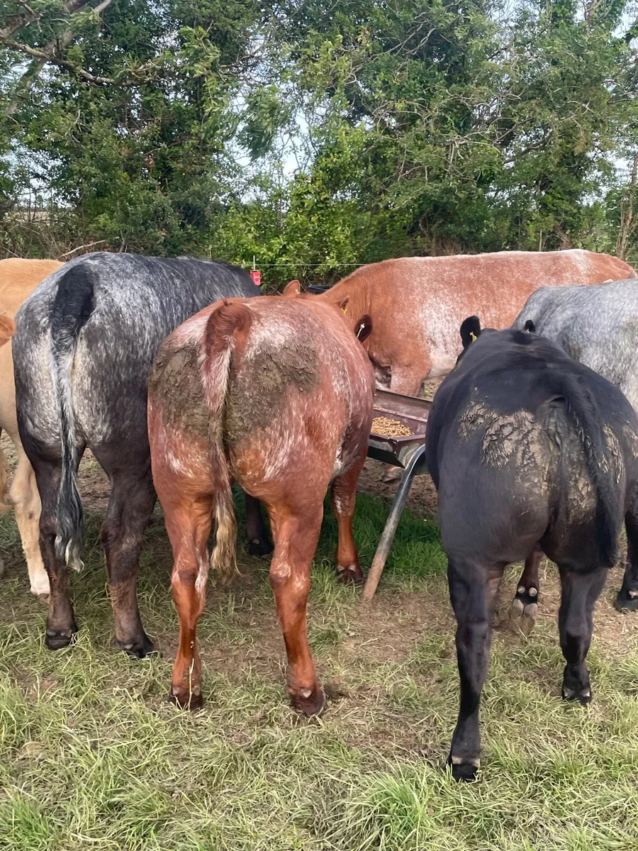 Heifers - Image 1