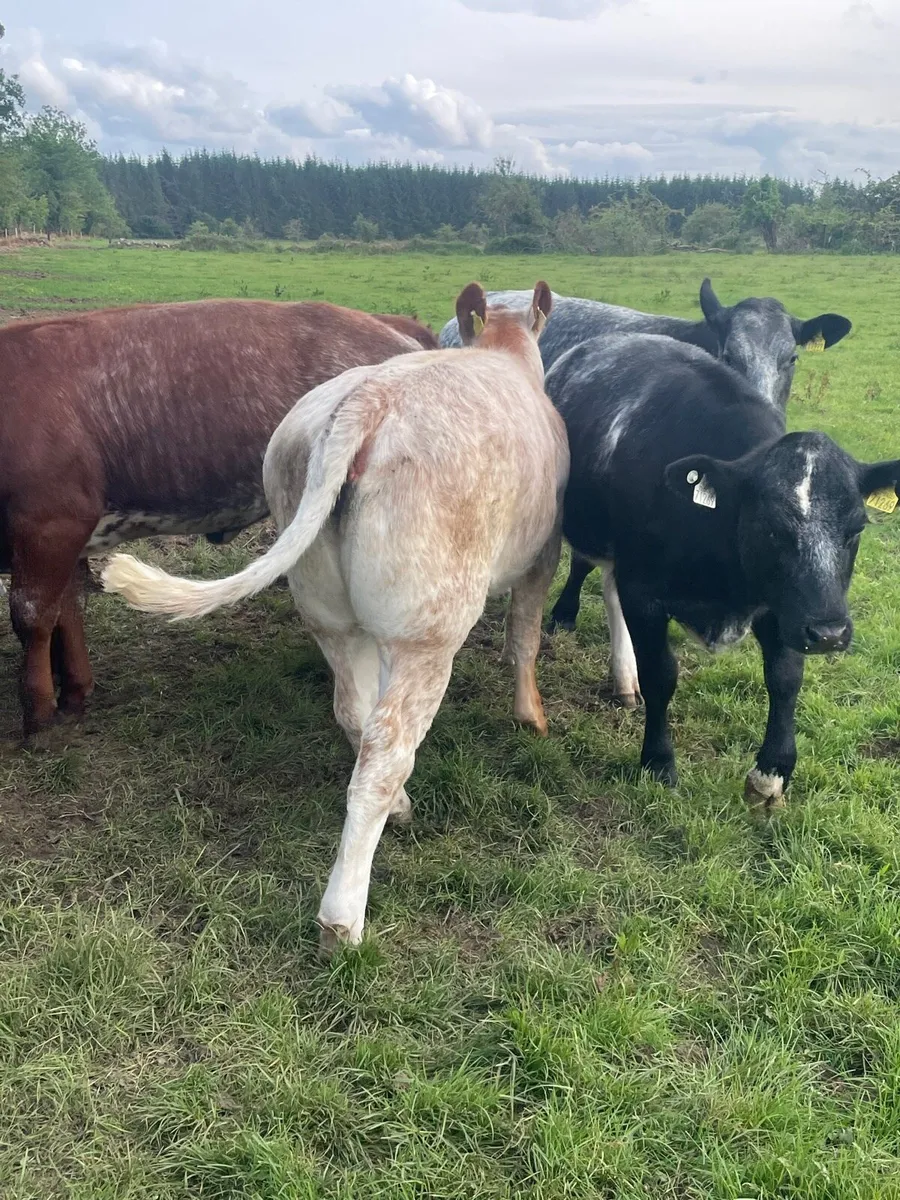 Heifers - Image 2