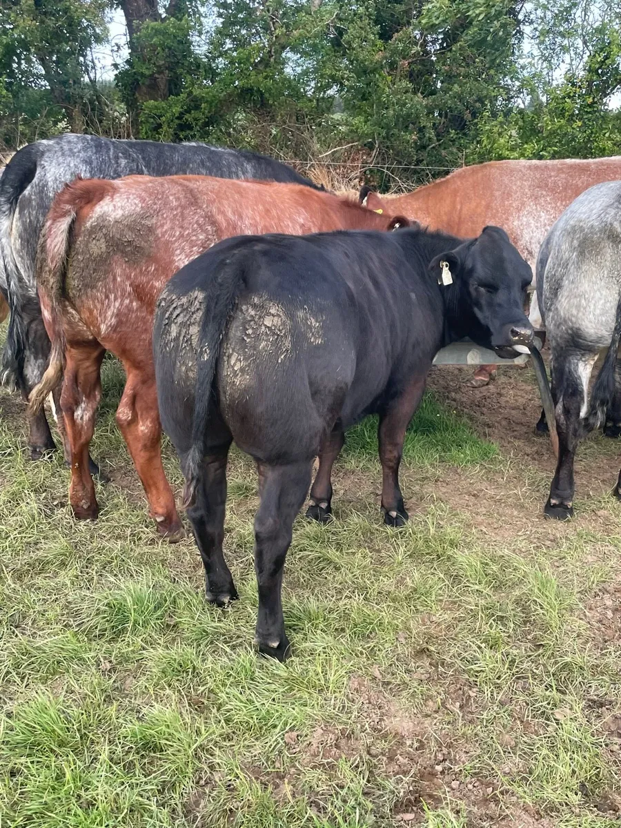 Heifers - Image 3