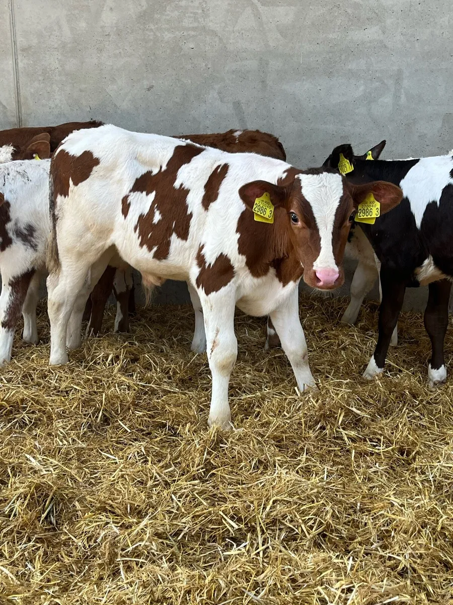 8 Super Reared Bull Calves - Image 1