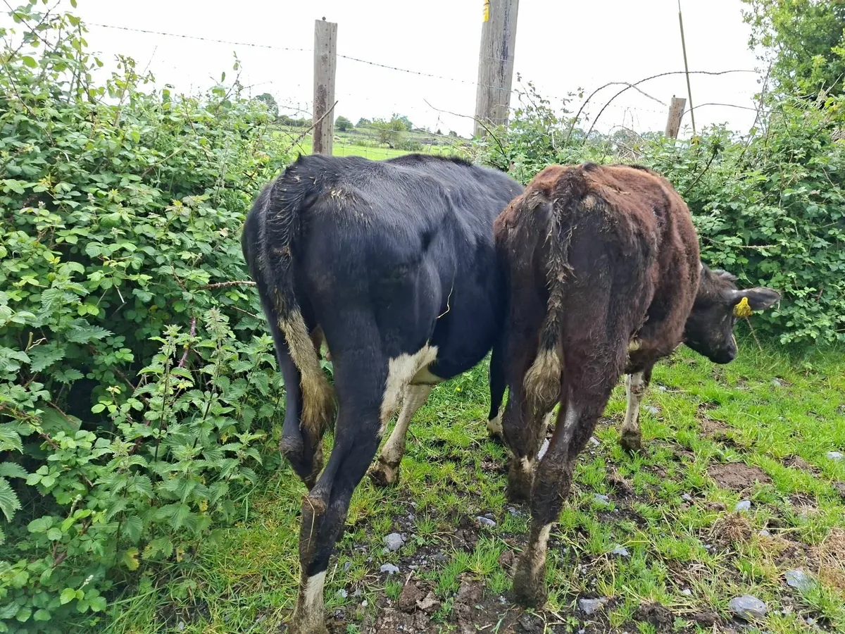 Angus and  Friesan Heifers and Bulls - Image 3