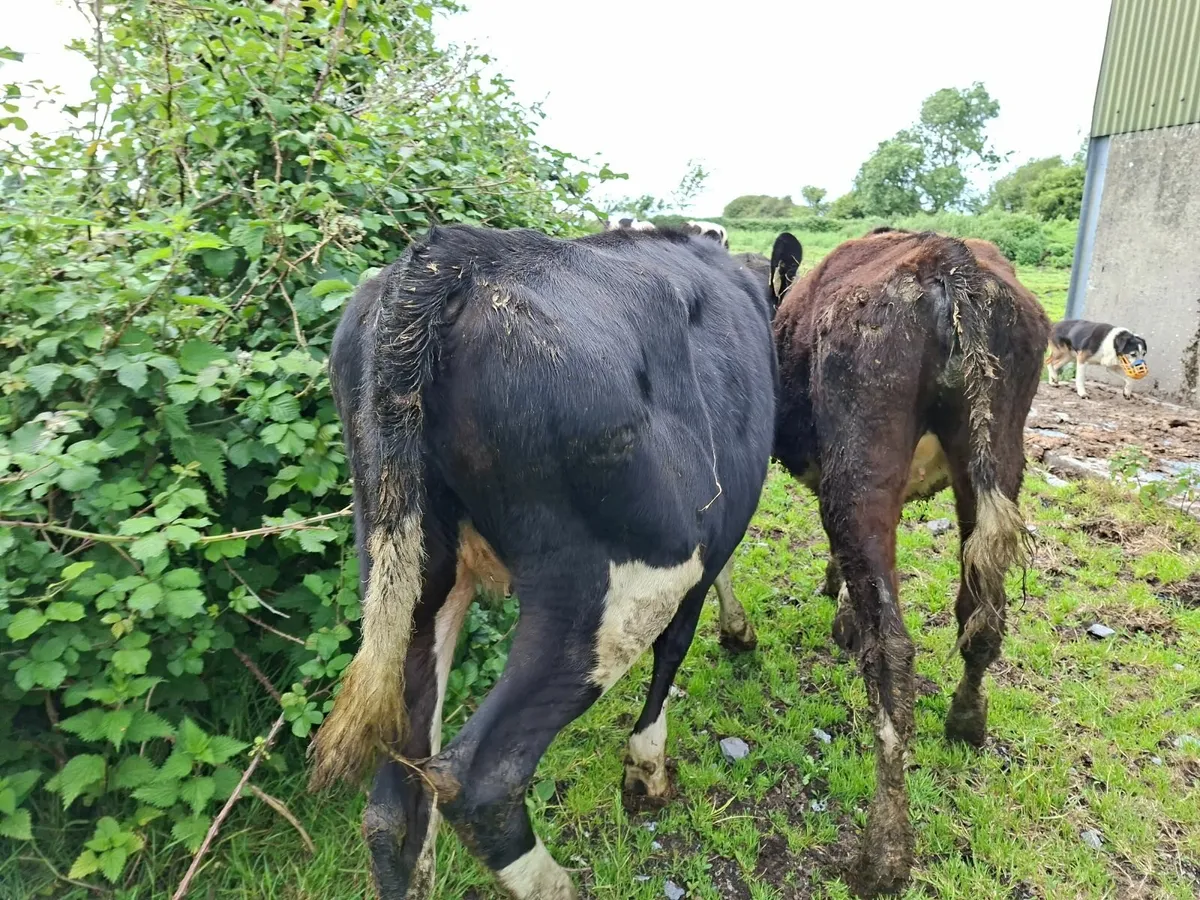 Angus and  Friesan Heifers and Bulls - Image 1