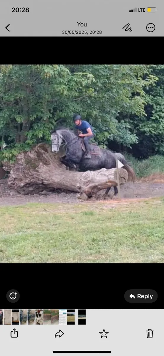 Horse - Image 1