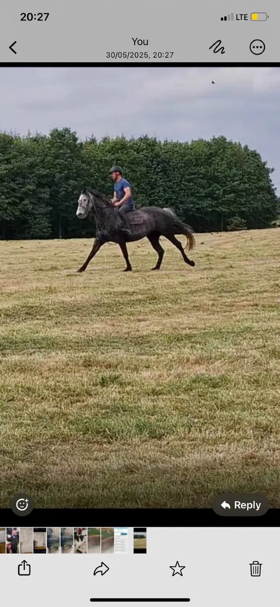 Horse - Image 2
