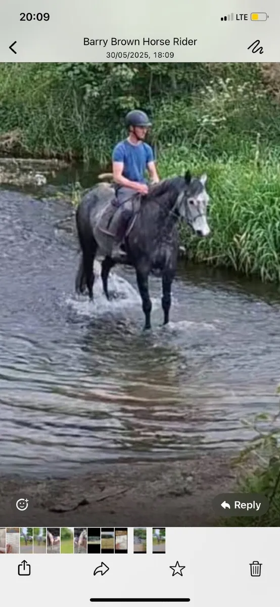 Horse - Image 3