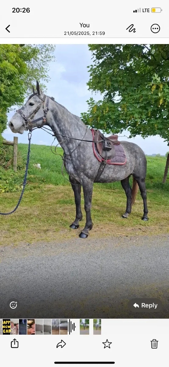 Horse - Image 4