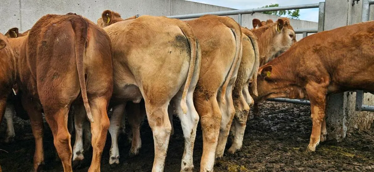 Super U Grade Heifers* - Image 2