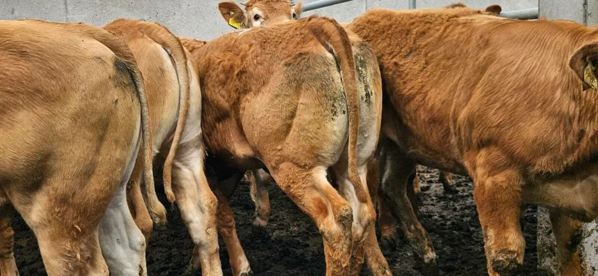 Super U Grade Heifers* - Image 1