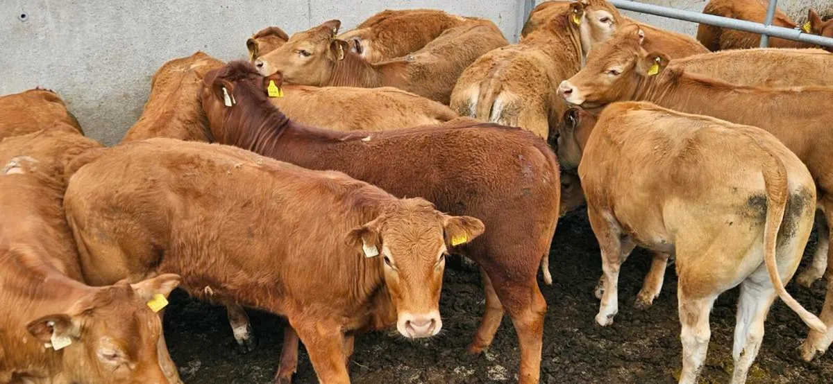 Super U Grade Heifers* - Image 3