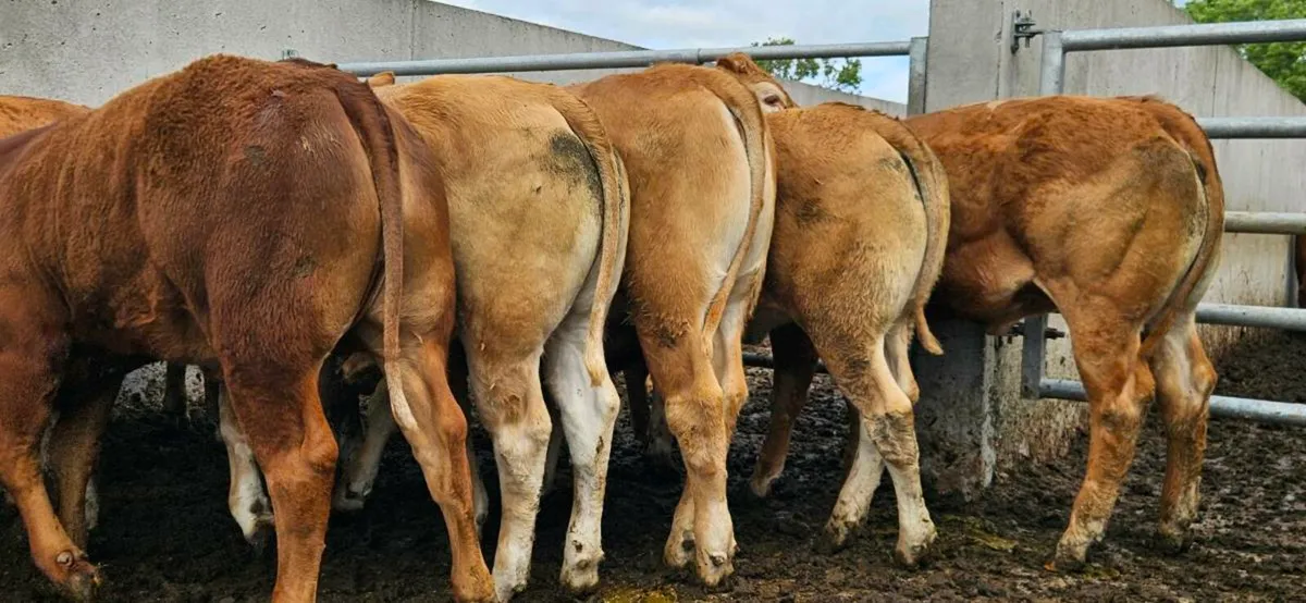 Super U Grade Heifers* - Image 4