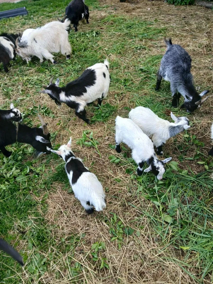 Pygmy goats - Image 1