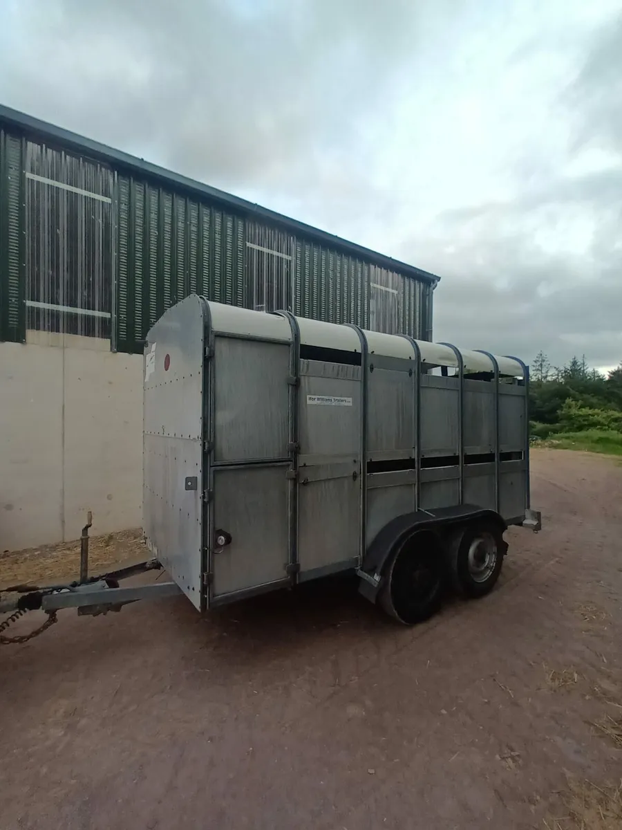 12ft Ifor Williams cattle trailer - Image 2