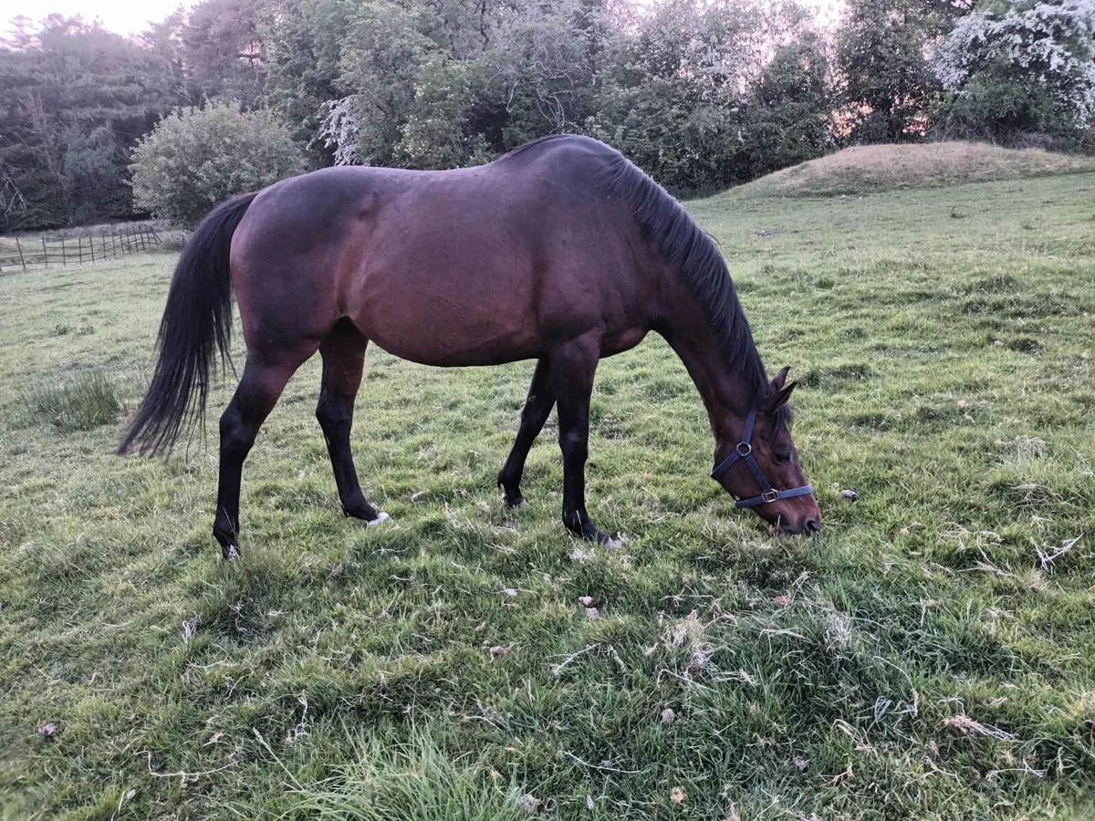 Mare - Image 2
