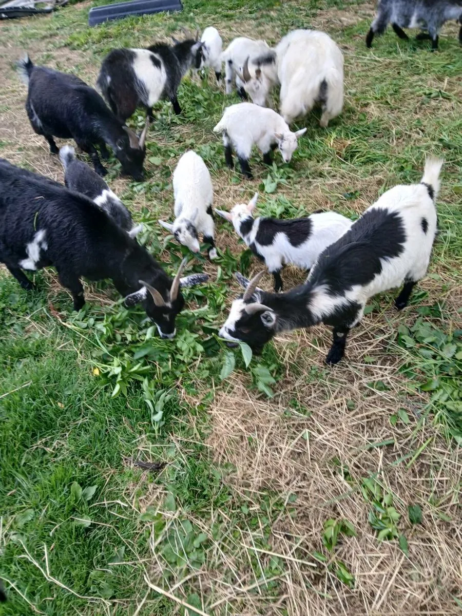 Pygmy goats - Image 2