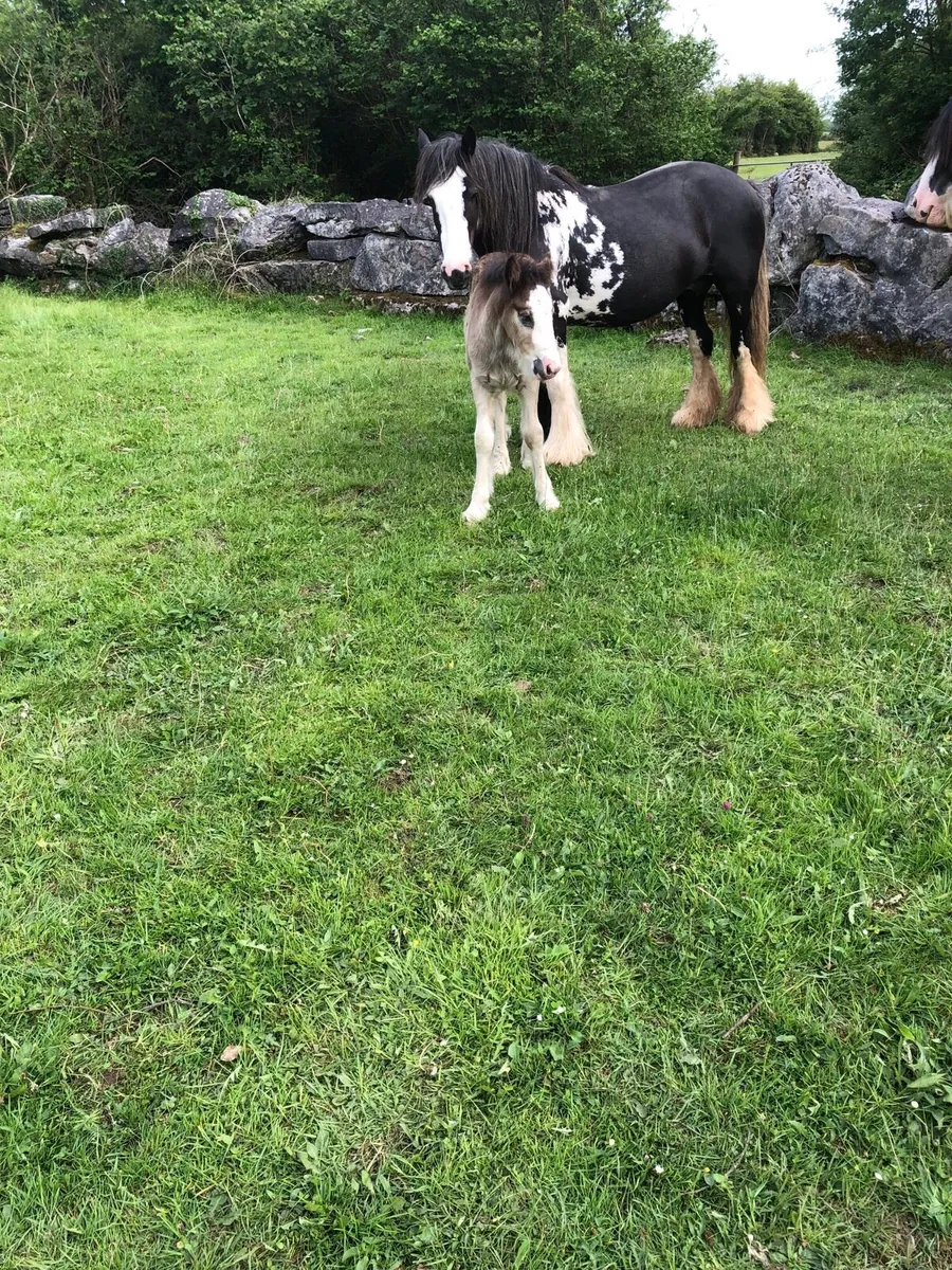 Mare and colt foal - Image 1