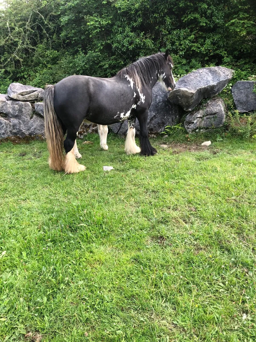 Mare and colt foal - Image 2
