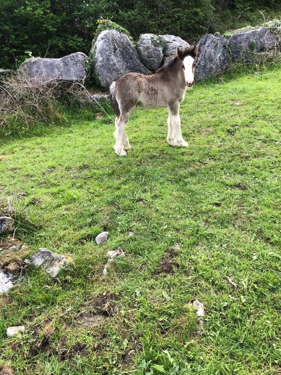 Mare and colt foal - Image 3