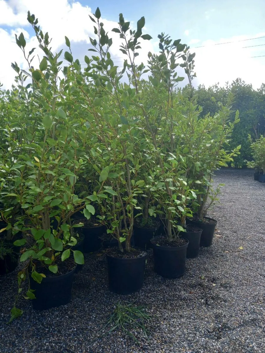 Hedging plants - Image 1