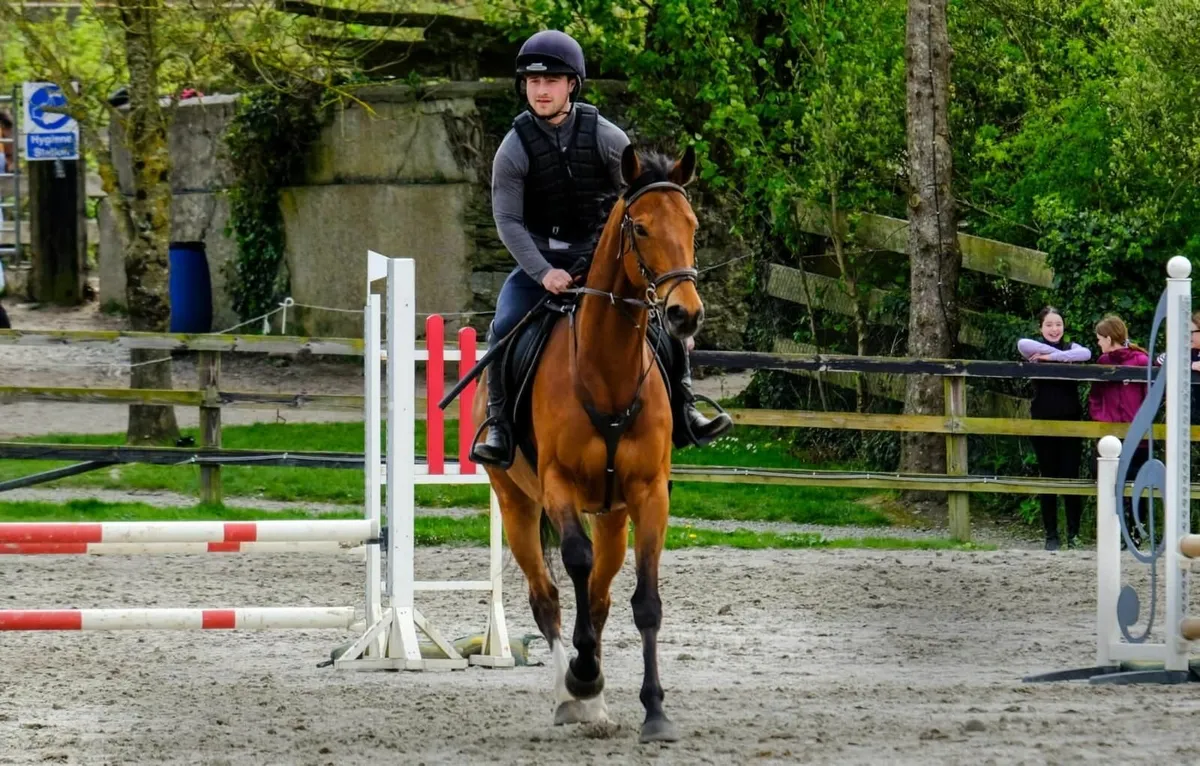 Super Talented Gelding - Image 2