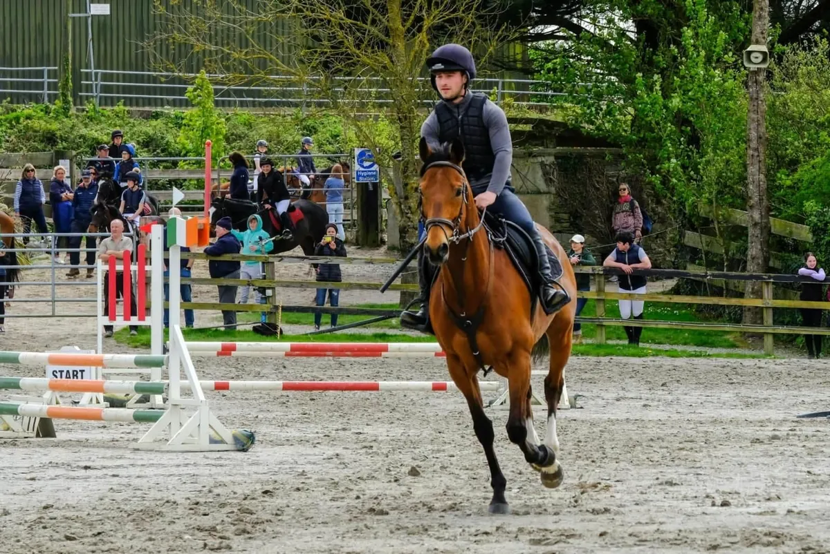 Super Talented Gelding - Image 3