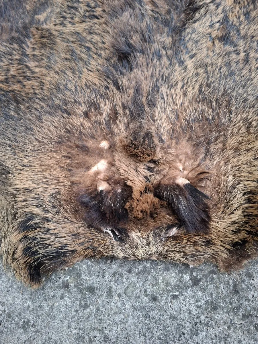 Large real  Wild boar skin rug - Image 3