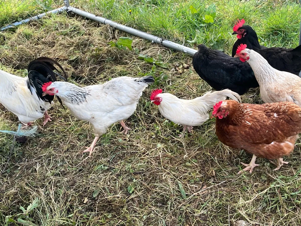 Roosters - Image 2