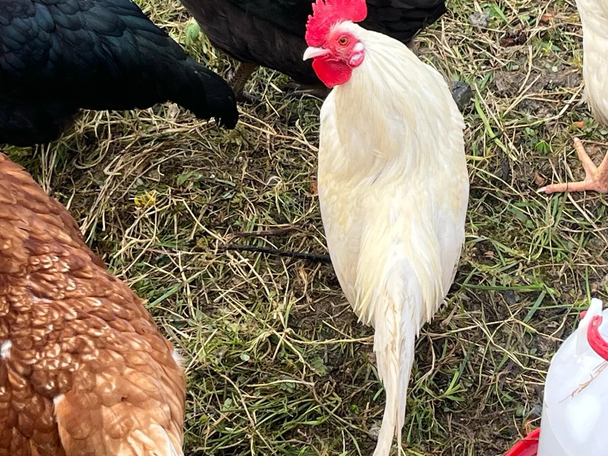 Roosters - Image 3