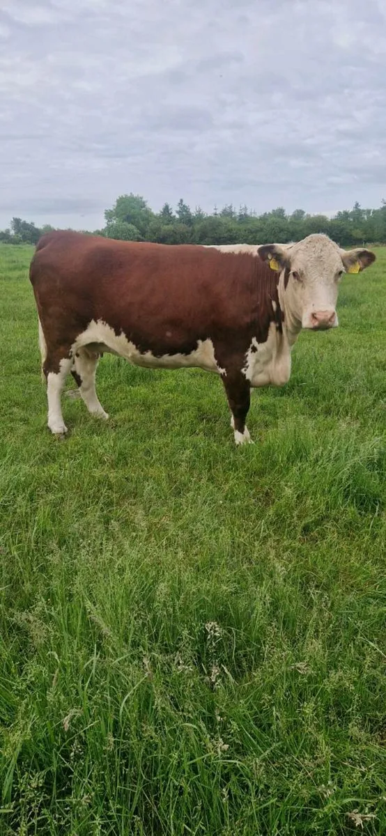 Heifers - Image 2