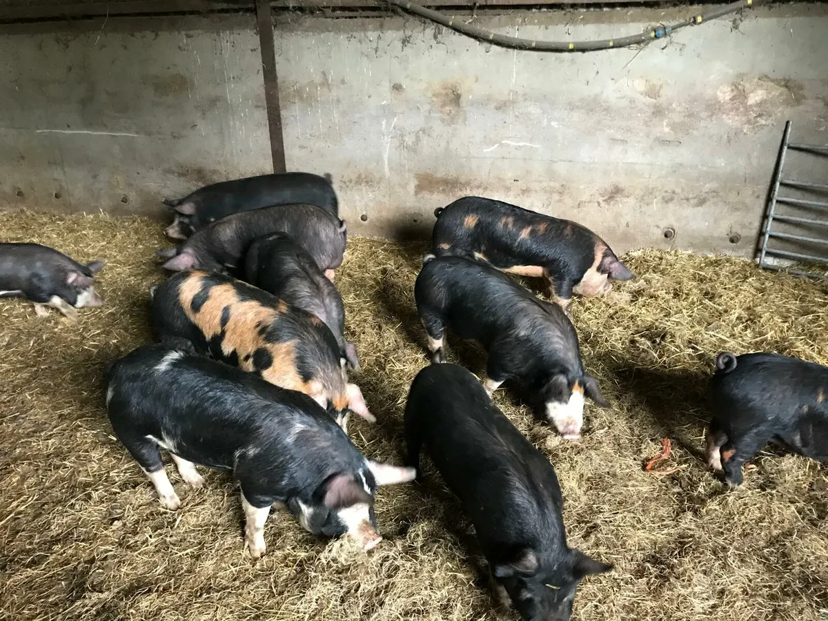 Pigs oxford sandy & black x berkshire