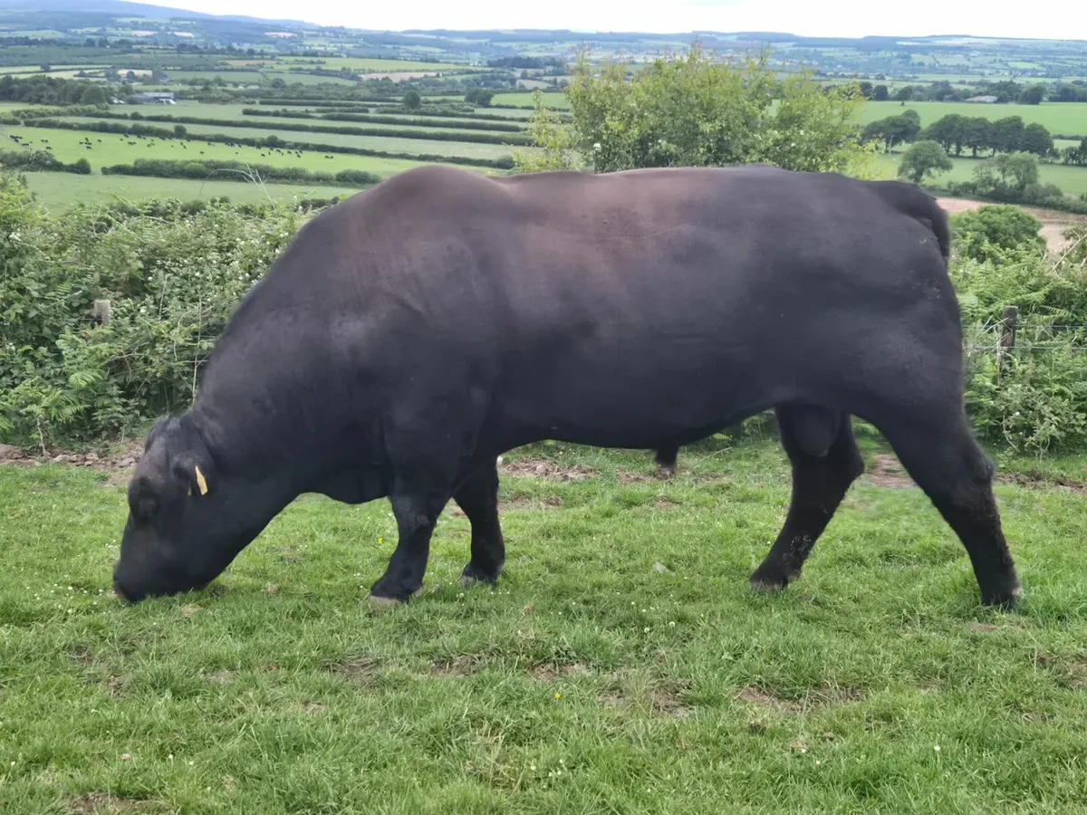 Aberdeen Angus Bull - Image 1
