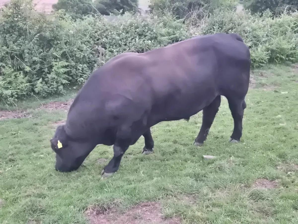 Aberdeen Angus Bull - Image 2