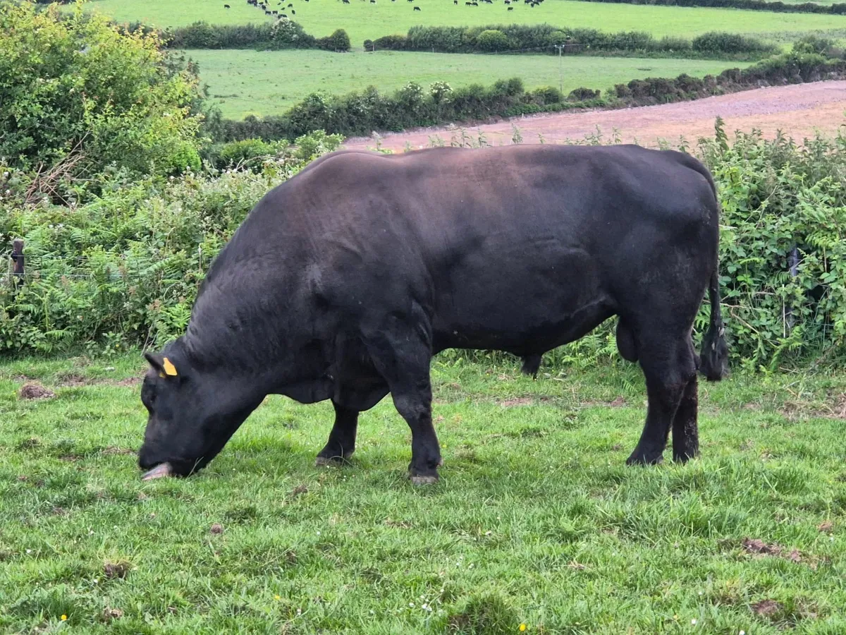 Aberdeen Angus Bull - Image 3