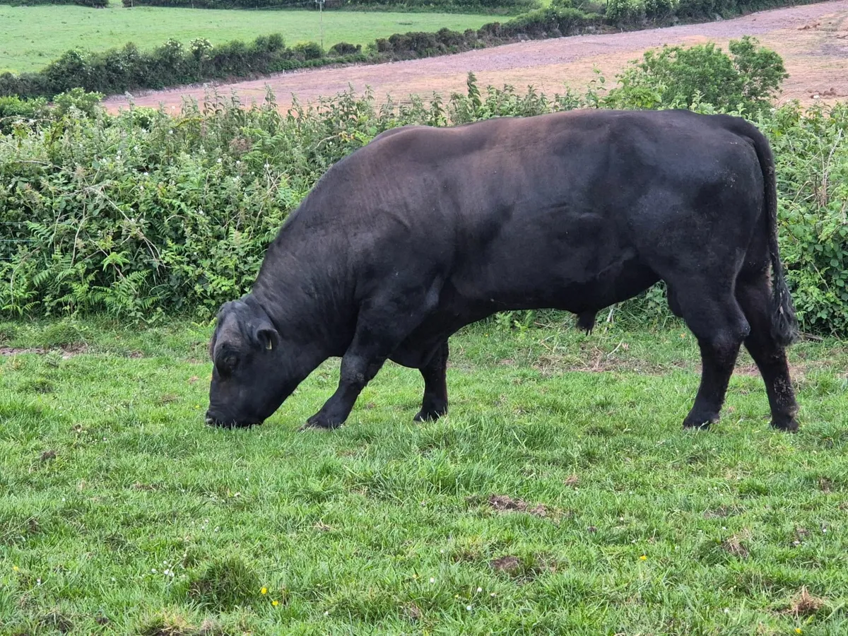 Aberdeen Angus Bull - Image 4