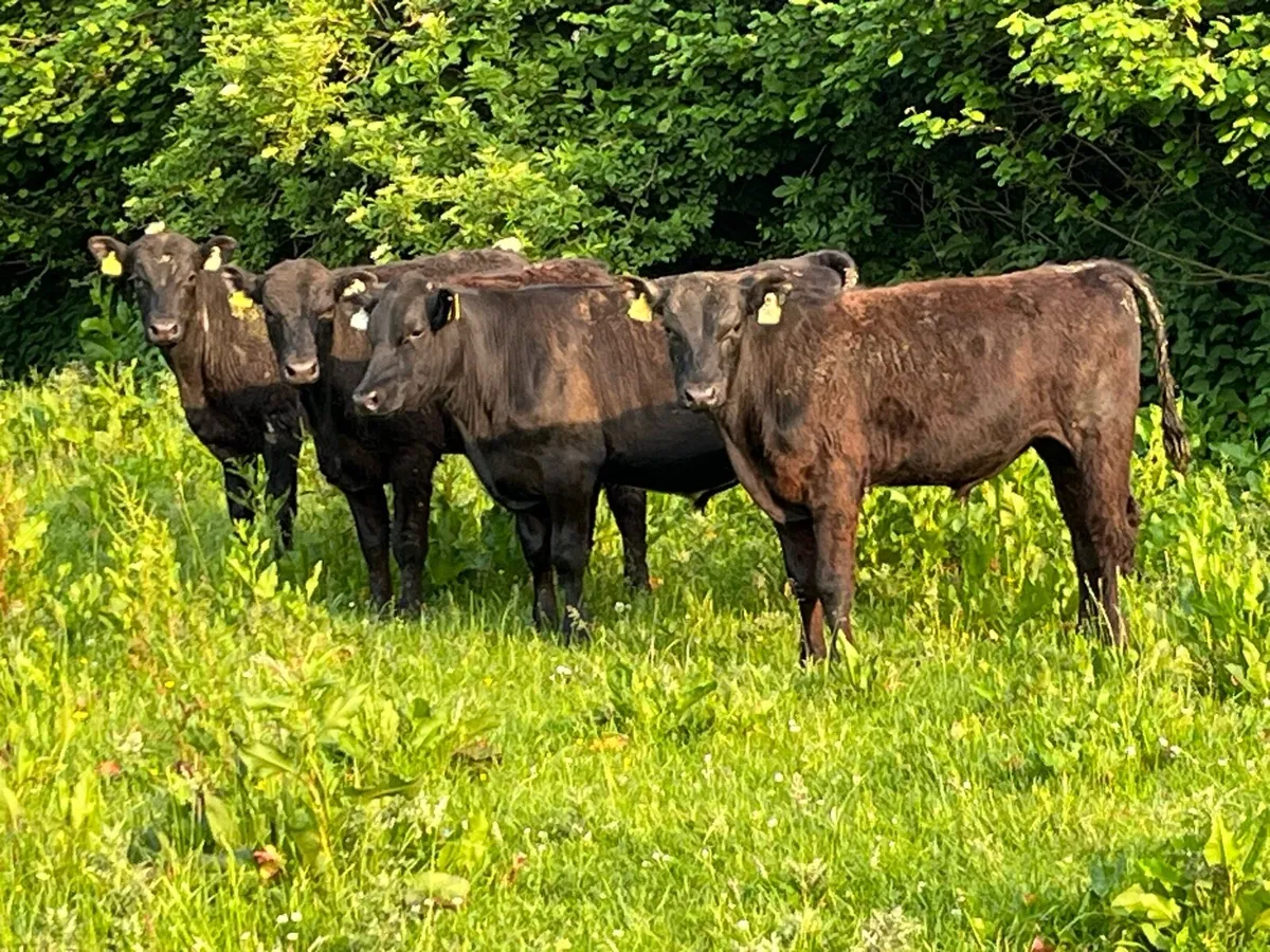 Super 320Kg LIM Store Bullocks - Image 1
