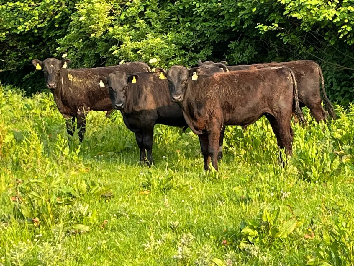 Super 320Kg LIM Store Bullocks - Image 2