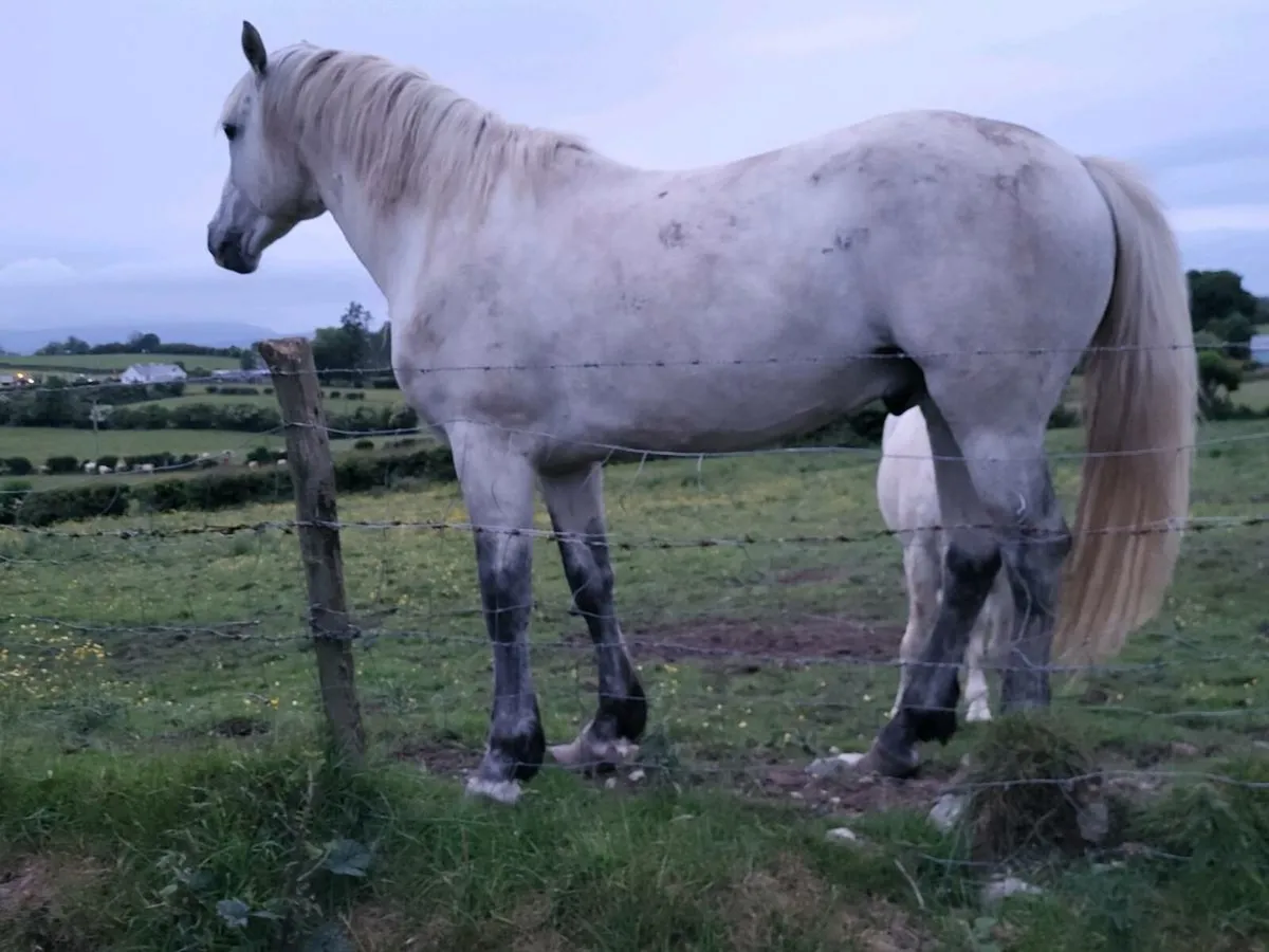 Connemara  colts - Image 1