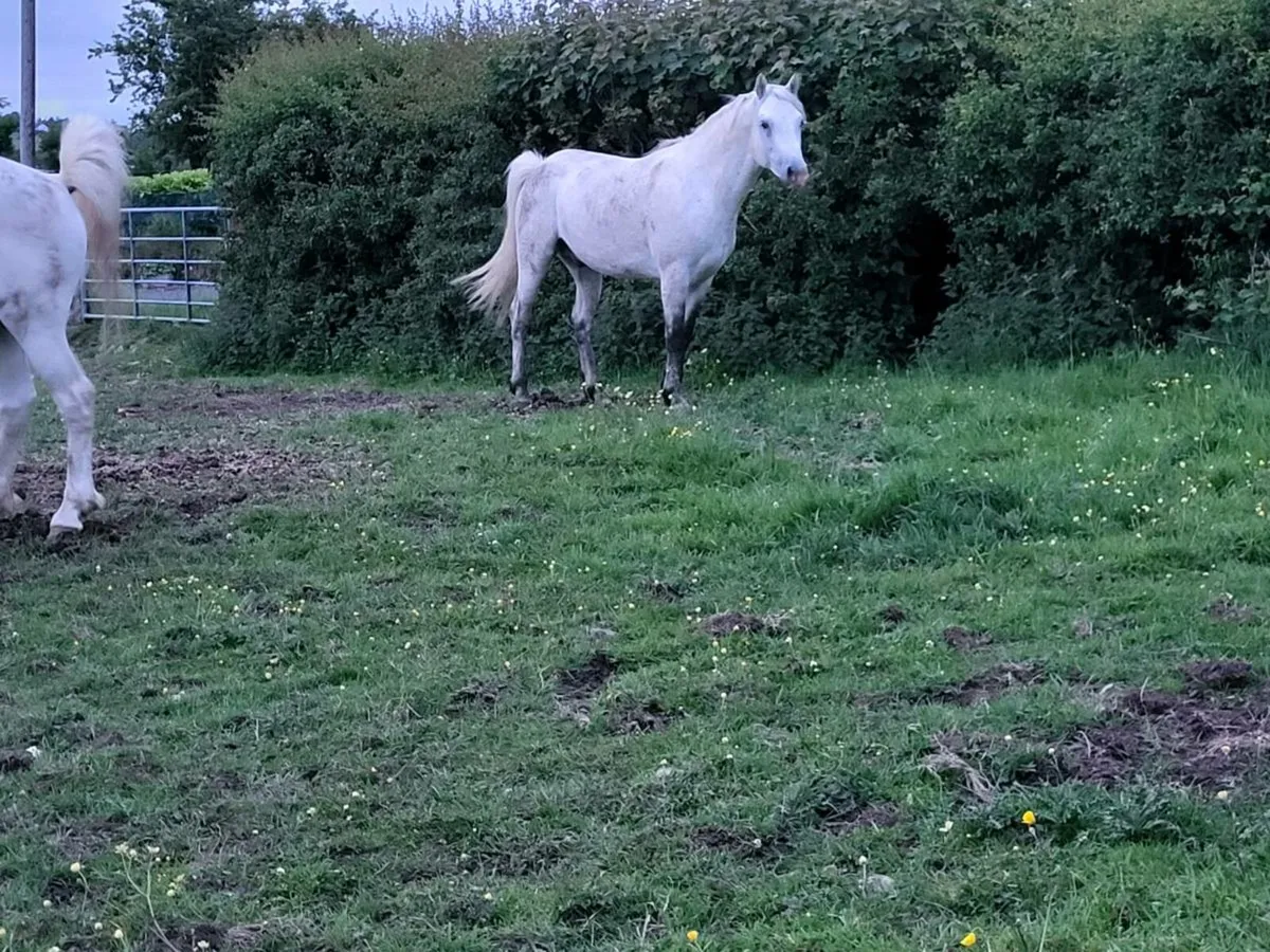 Connemara  colts - Image 2