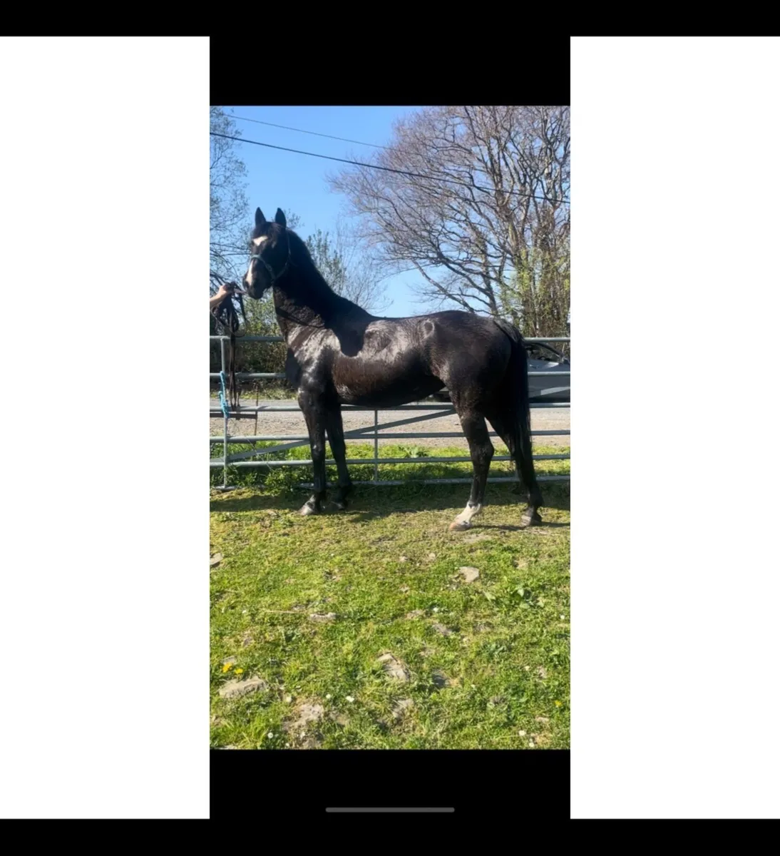 7YO Mare By Sligo Candy Boy-Cavan Sales- Lot 63 - Image 1