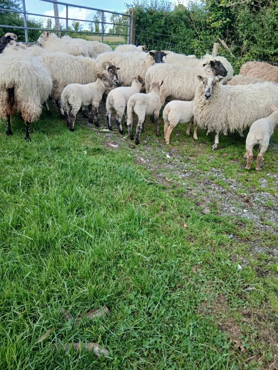 Sheep - Image 1