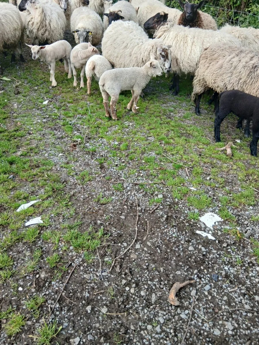 Sheep - Image 2