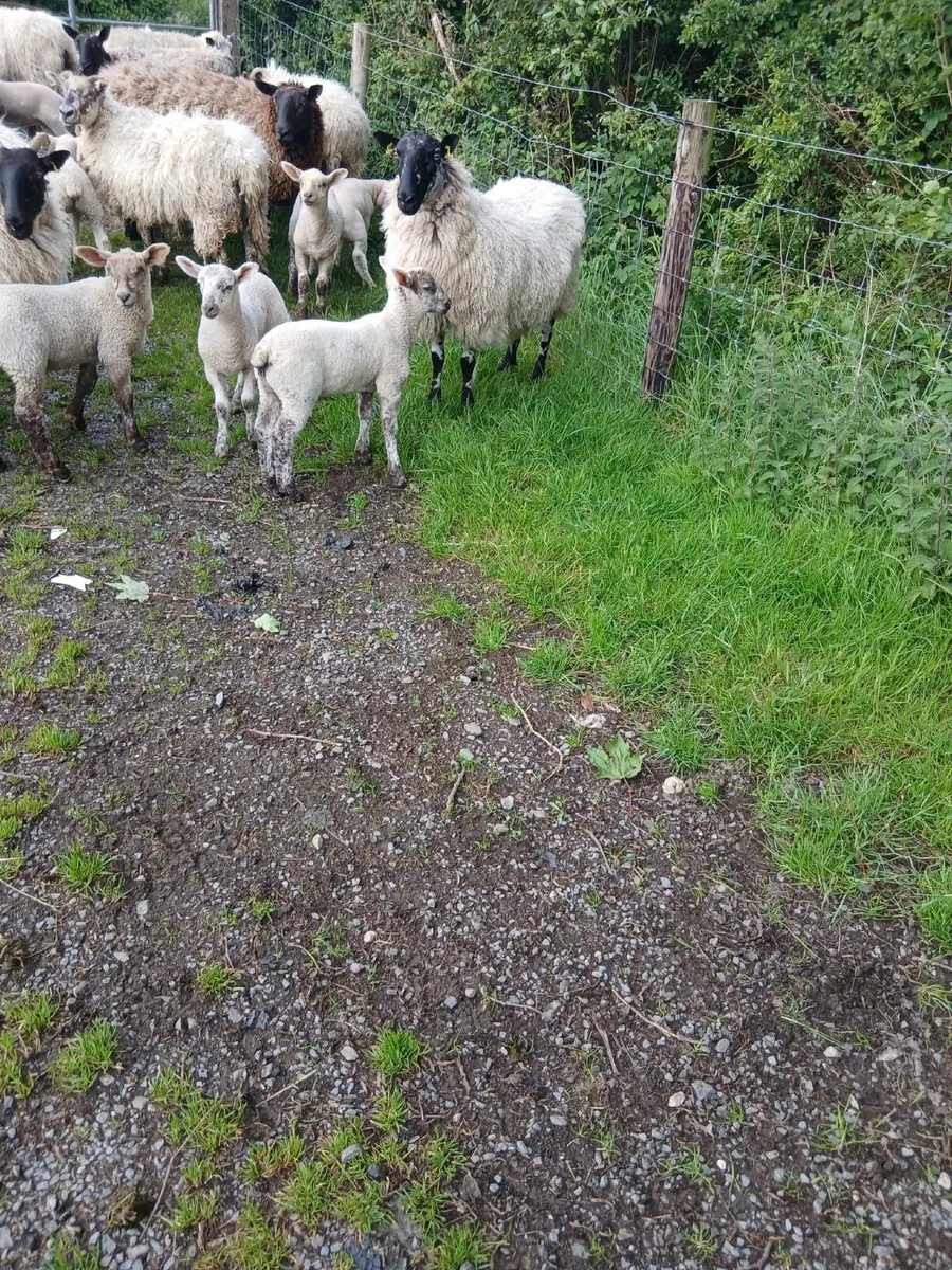 Sheep - Image 3