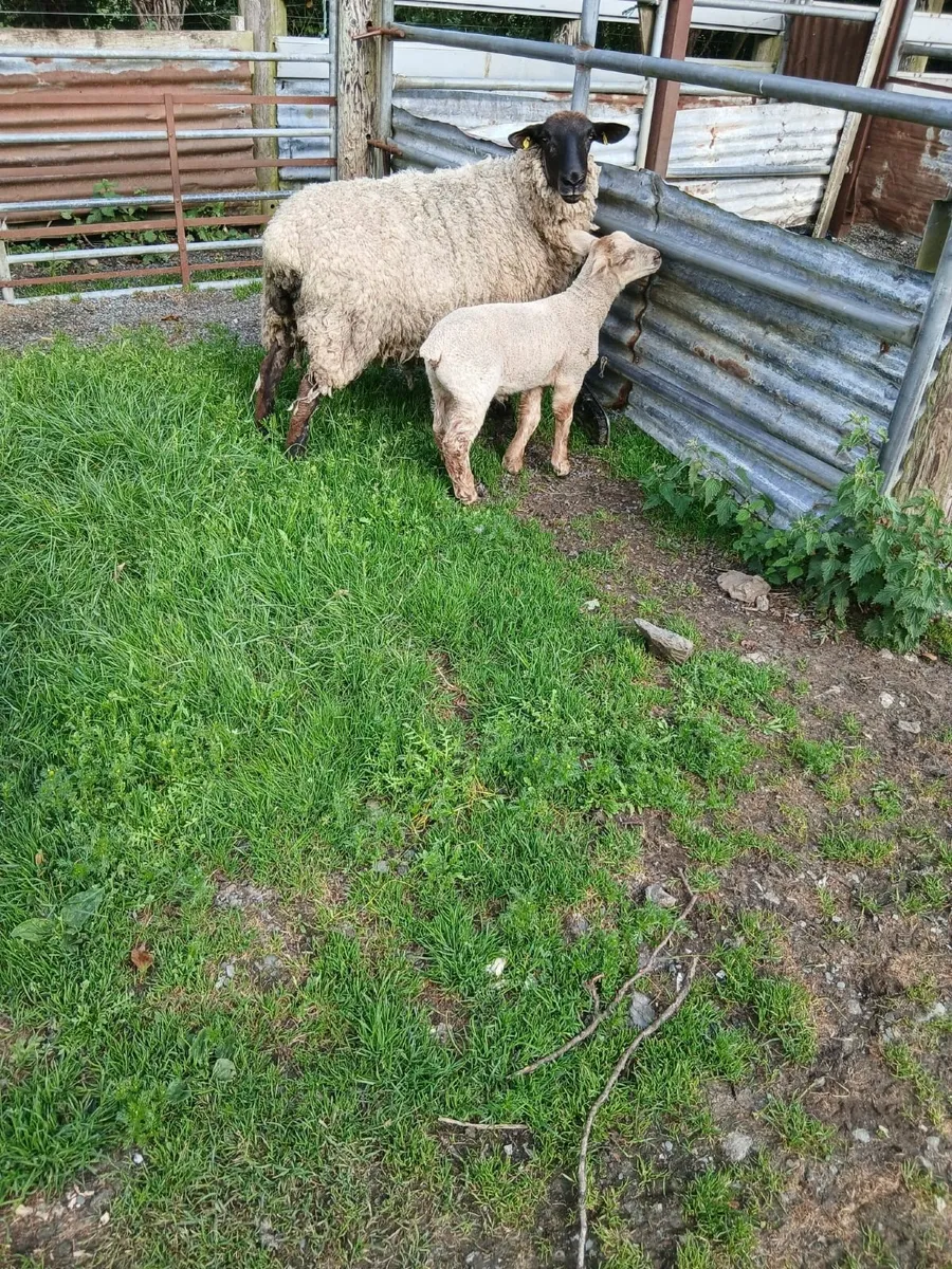 Sheep - Image 4